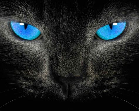Black Cat Eyes 1280x1024 Wallpaper