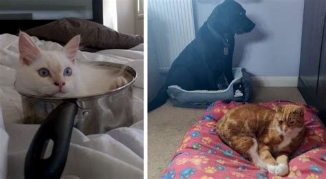 18 Cats Who Have Chosen The Most Absurd And Unthinkable Places In The