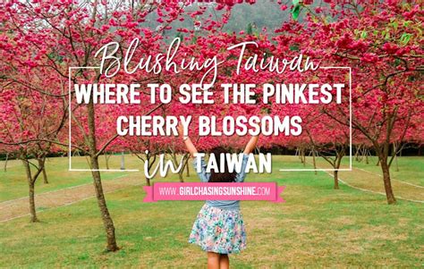 Blushing Taiwan Where To See The ‘pinkest Cherry Blossoms In Taiwan