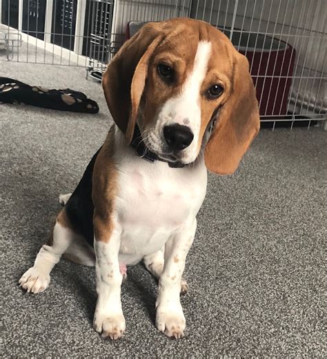 Beagle Puppy Ears