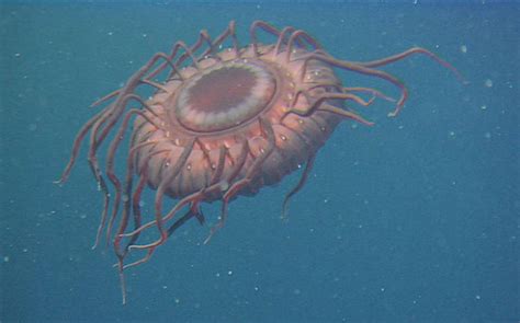 The Weirdest Sea Creatures Youve Ever Seen Photo 11 Pictures Cbs