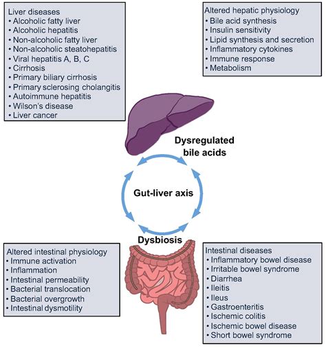 Implications Of Microbiota And Bile Acid In Liver Injury And