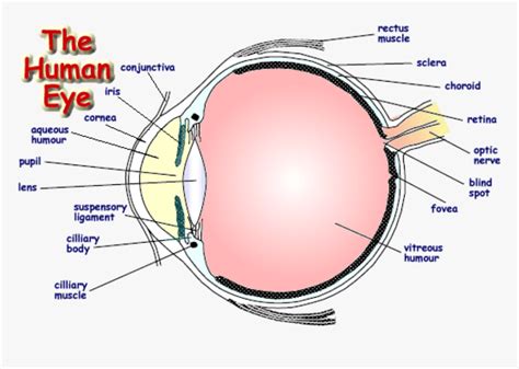 Labelled Diagram Of Human Eye Png Download Label A Human Eye