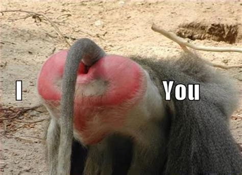 i love you too funny captions funny memes guy talk everything funny humor grafico baboon