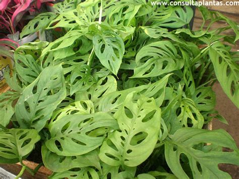 La costilla de adán o monstera deliciosa es una planta estupenda para tu casa, debido a su fácil cuidado y por la posibilidad de ubicarse tanto dentro como fuera de cualquier espacio. Monstera deliciosa o Costilla de Adán | Cuidados