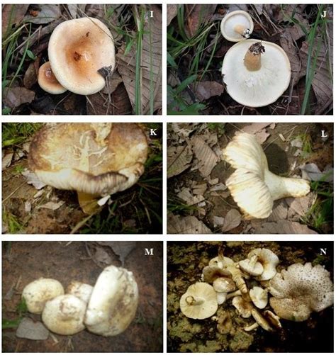 Edible Wild Mushrooms In Cantharellaceae 3 And