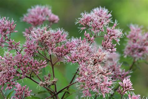 What S In Bloom Joe Pye Weed Virginia Working Landscapes