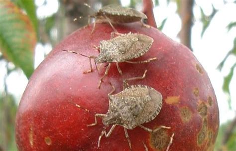 Keeping Out The Brown Marmorated Stink Bug Conservation Blog