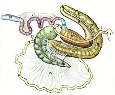 Кишечник лошади - тонкий и толстый , его отделы, застенные железы, их Картинка - Кишечник лошади - тонкий и толстый , его отделы, застенные железы, их