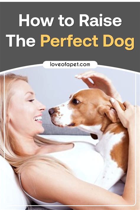 How To Raise The Perfect Dog Everything You Need To Know Love Of A
