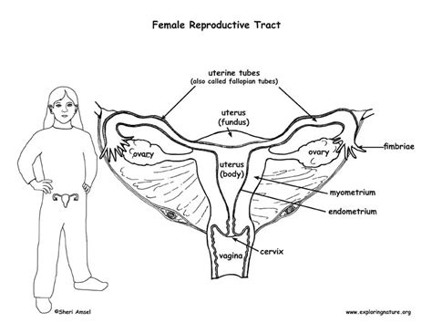 Female Reproductive System Diagram Labeled Visual Diagram