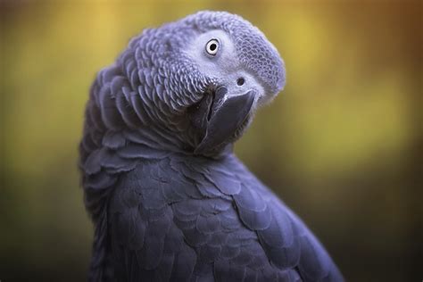 5 Surprising Facts About African Grey Parrots