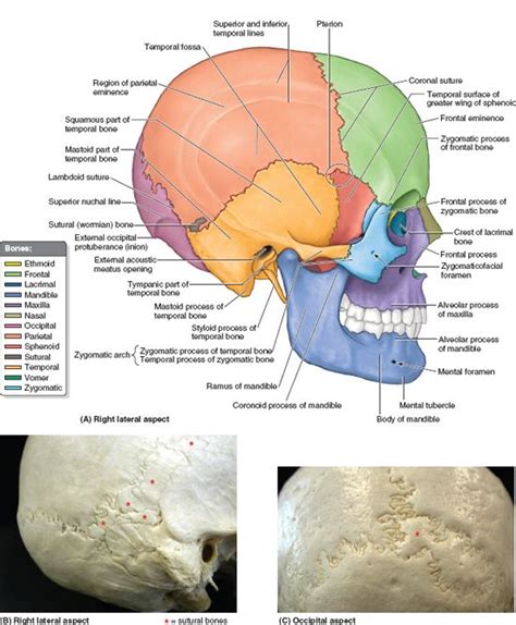 Head Basicmedical Key Headed Skeleton System Occipital