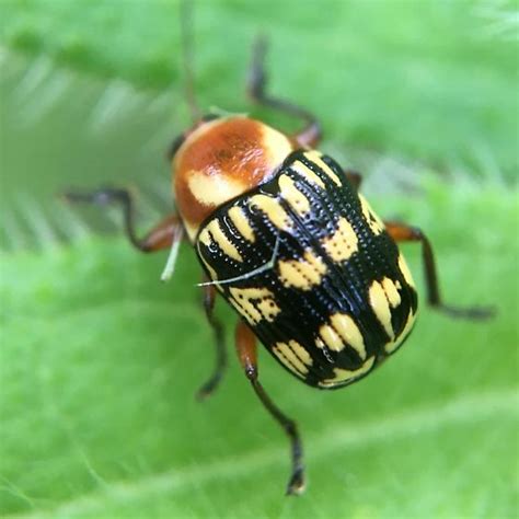Small Colorful Beetle Bassareus Brunnipes Bugguidenet