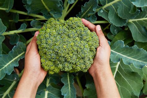 Broccoli Plant Growing Stages Everything You Need To Know
