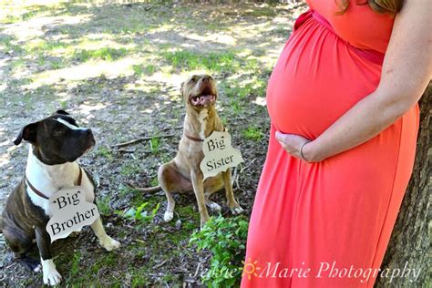 Maternity With The Doggies🐾 Photography Doggy Maternity
