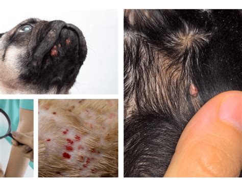 Understanding Dogs Get Pimples Causes Care And Solutions
