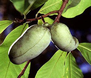 Последние твиты от willis orchards (@willisorchards). Collins Select Pawpaw Tree | Grafting Pawpaw Trees | Paw ...