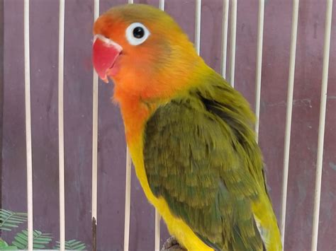 Kicau Mania Purwodadi | BAND