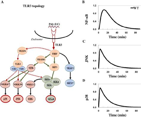 Analysis Of Tlr Pathway In Macrophages A Schematic Representation Of Download Scientific