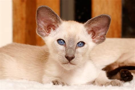 Types Of Siamese Cat Breeds