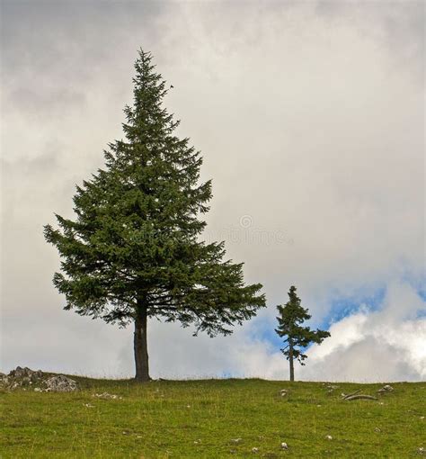 Lonely Little Pine Tree In Field Stock Image Image Of Plant Alone