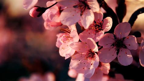 1920x1080 1920x1080 Flowers Spring Sakura Pink Coolwallpapersme
