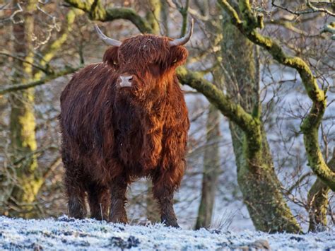 Scottish Highland Cow In The Snow Flickr Photo Sharing