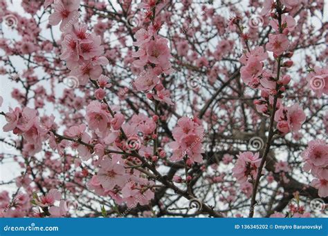 Pink Cherry Blossoms Branches Are Located Throughout The Image Stock