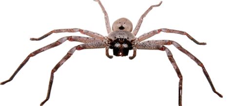 Australias Giant Huntsman Spider Critter Science
