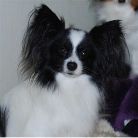 Advice from breed experts to make a safe choice. Black Diamond Papillons, Papillon Breeder in Sweet Home ...