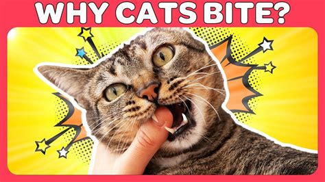Why Cats Bite And How To Stop Your Cat From Biting You Youtube