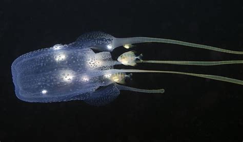 Box Jellyfish Divers Alert Network