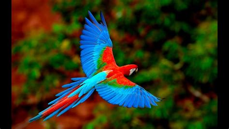 Top 10 The Most Beautiful And Colorful Birds In The World Rainforest