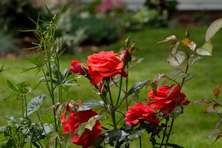 Flower, rose, rose family, garden roses. Red Rose Scenery - Flowers & Nature Background Wallpapers ...