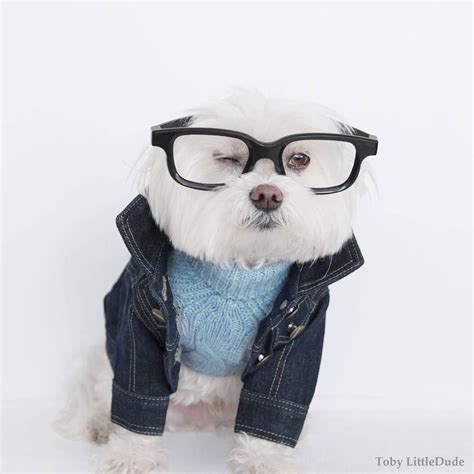 The Best Dog Clothing Brands For Stylish Pet Clothes