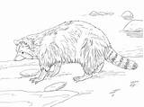 Coloring Raccoon North American Printable Wildlife Supercoloring Template Drawing Common Skip Main sketch template