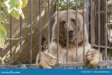 Bear Posing Behind Bars In A Zoo Stock Image Image Of Tree Color
