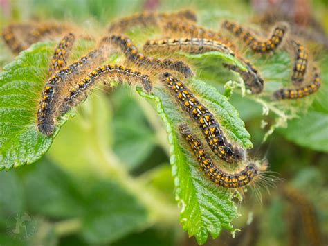 The Magical Mystery Tour Of Tent Caterpillars Ingrid Taylar Foto