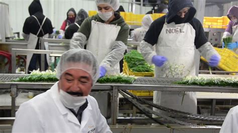 See Our Green Onions Processing Plant With The Fresh Avenue Team In