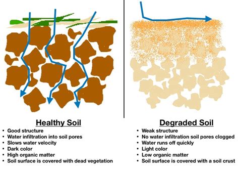 Soil Structure Symbiosis Agriculture