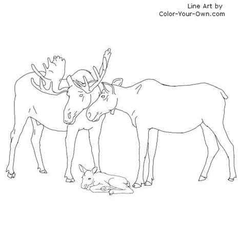 Search through 623,989 free printable colorings at. Moose Family Coloring Page