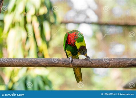 Rainbow Lorikeet Parrots In A Green Park Bird Park Wildlife Stock