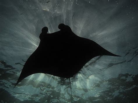 Manta Ray Sea Creatures Manta Ray Underwater World