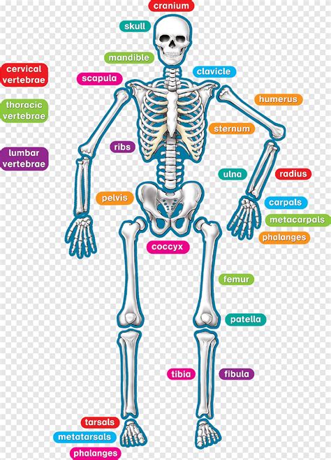 Human Body Bones Diagram For Kids Brain Facts For Kids All You Need