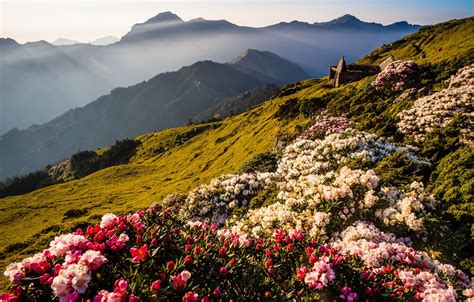 Обои цветы горы природа туман холмы вершины красота весна утро