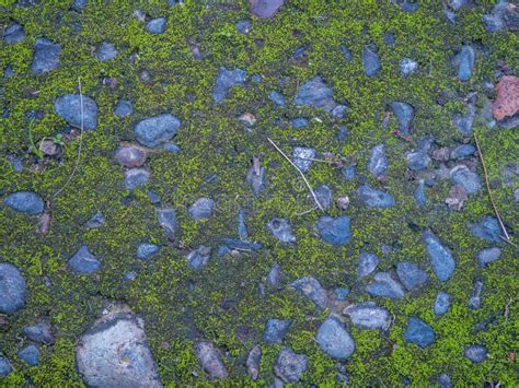 Mossy And Rocky Forest Floor Scene Stock Photo Image Of Gravel Floor