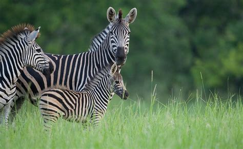 Among the natural enemies of striped horses, hyenas and crocodiles should also be afraid. Wild Facts Sabi Sabi Private Game Reserve | Zebra