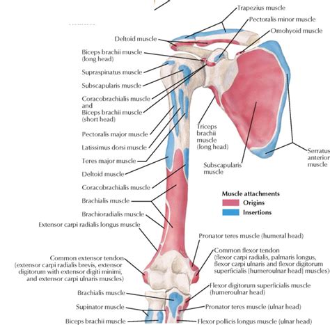 Humerus Anatomy Muscle Attachment The Best Porn Website