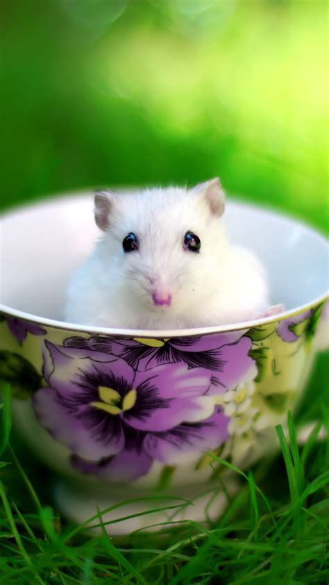Cute Hamster Wallpaper 58 Images